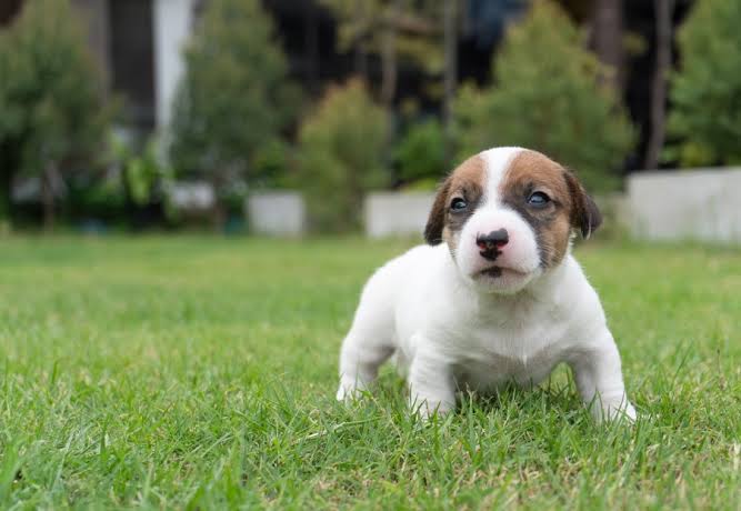 Filhote de cão