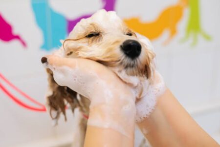 Cachorro tomando banho