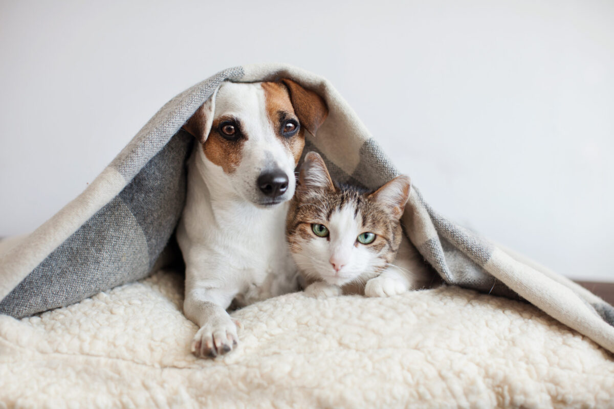 Cão e gato