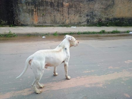 Animal perdido no Bonsucesso 696x522 1